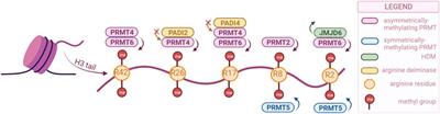 H3 histone methylation landscape in male urogenital cancers: from molecular mechanisms to epigenetic biomarkers and therapeutic targets